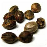 Семена марихуаны АК-47  (Seeds AK-47) в Богородицке